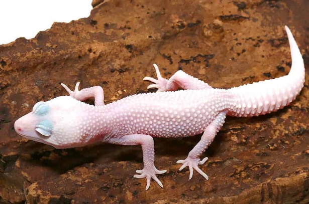 how long do albino leopard geckos live