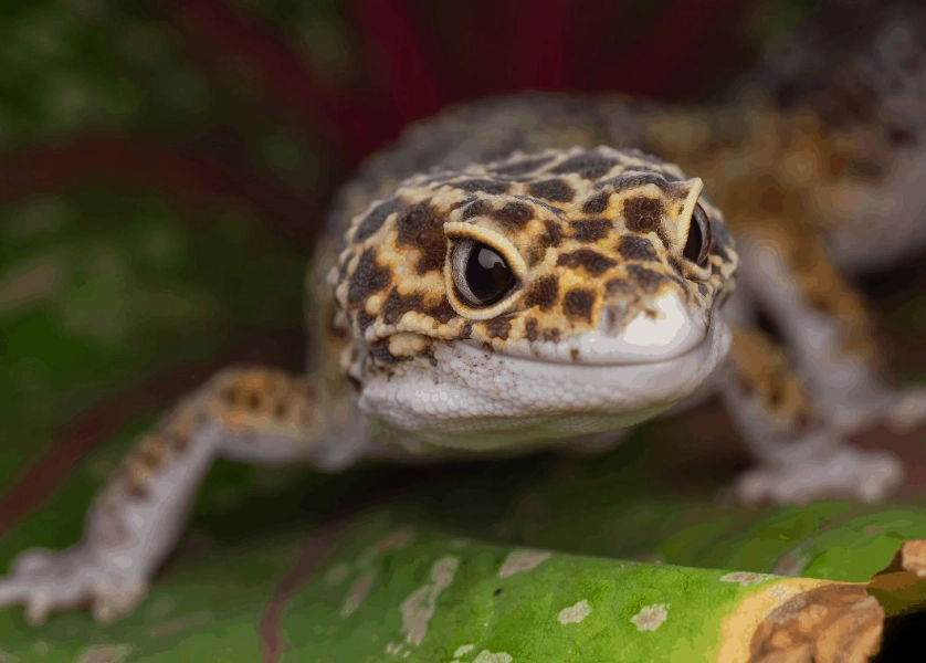 leopard gecko lifespan