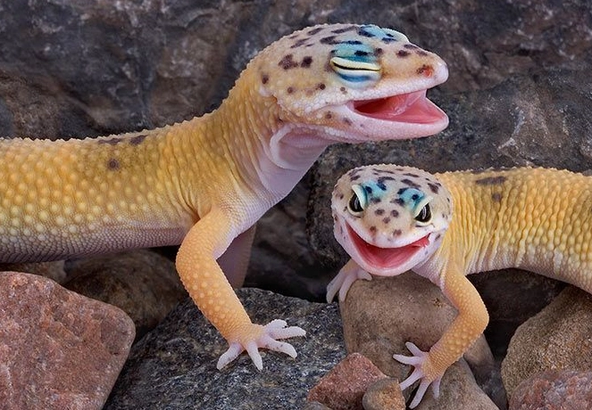 leopard gecko care guide