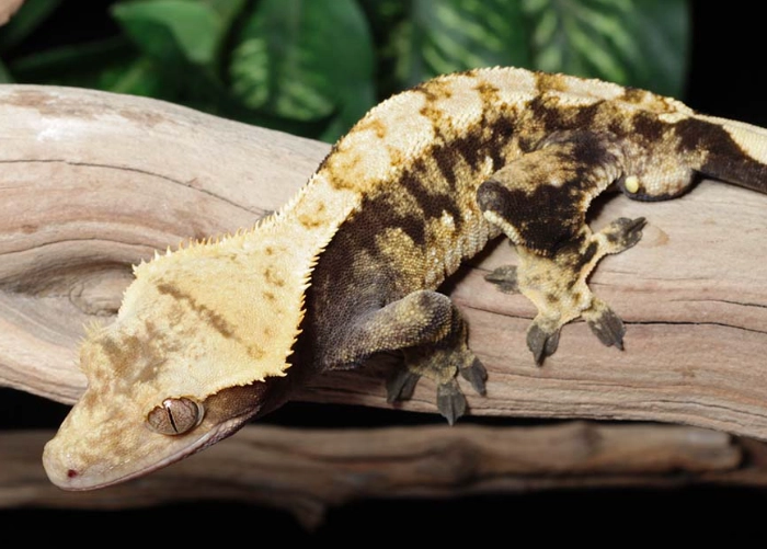 harlequin crested gecko