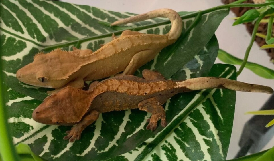 crested gecko temperament