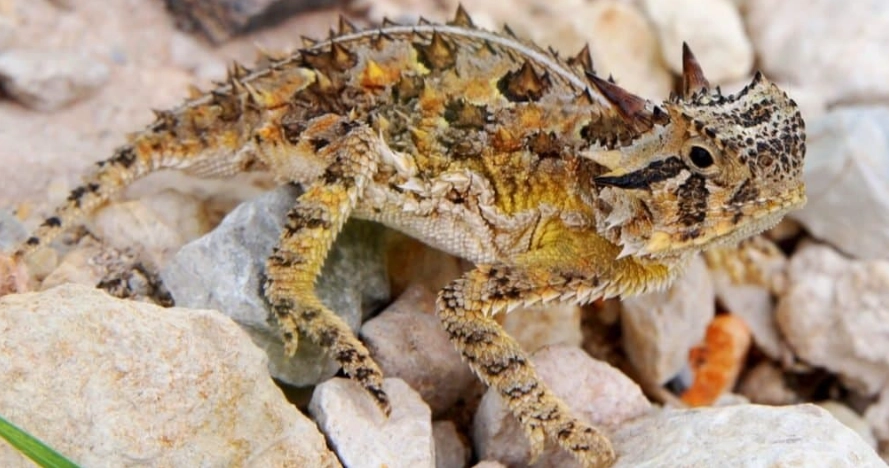 horned lizard venomous horned lizard venomous