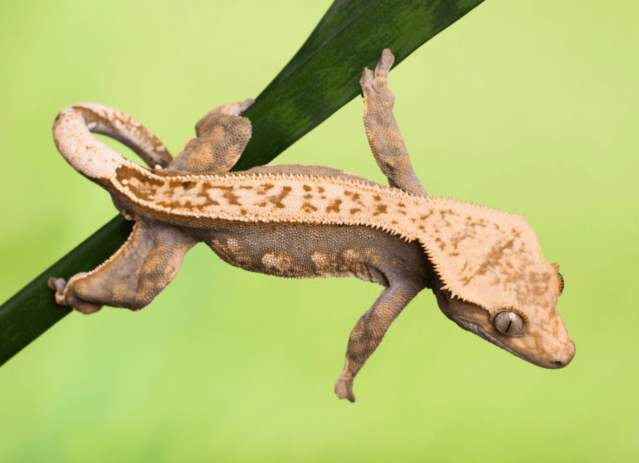 crested gecko temperament
