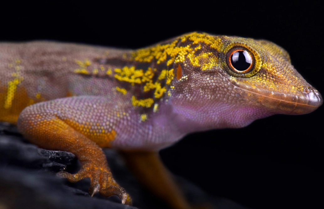 rarest gecko species rarest gecko species