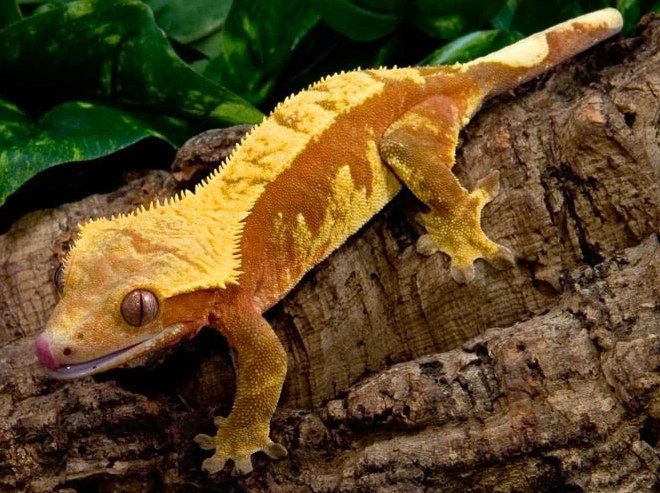 flame harlequin crested gecko
