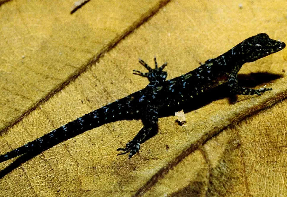 chameleon size chart chameleon size chart