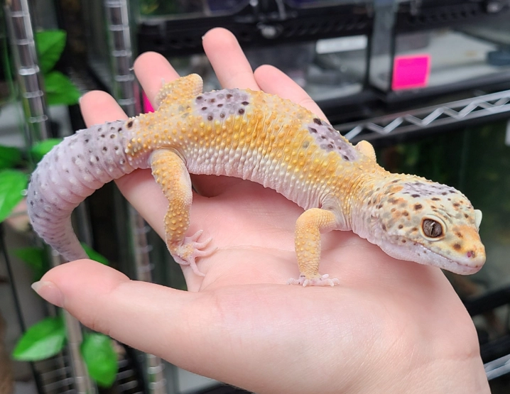 leopard gecko lifespan