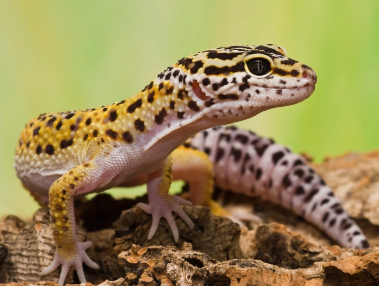leopard gecko habitat leopard gecko habitat