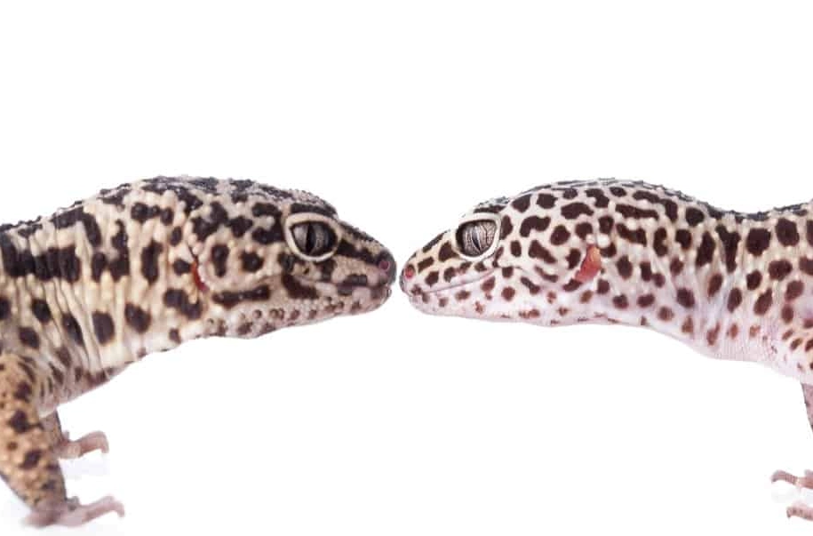 fancy vs normal leopard gecko fancy vs normal leopard gecko