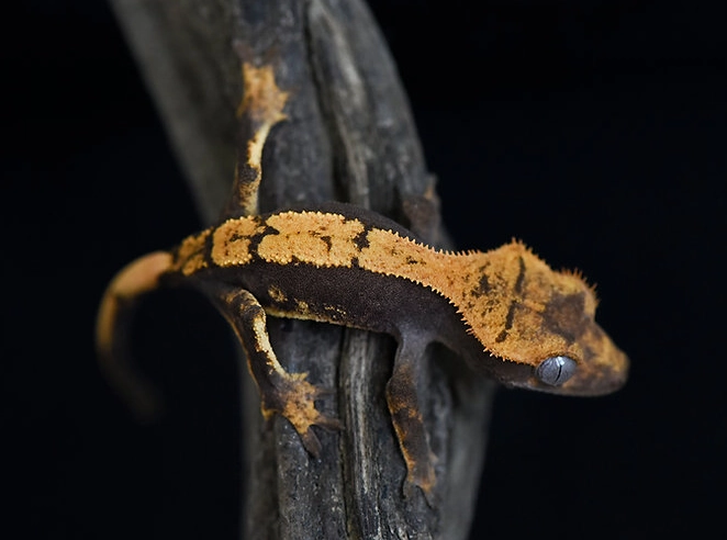crested gecko morphs