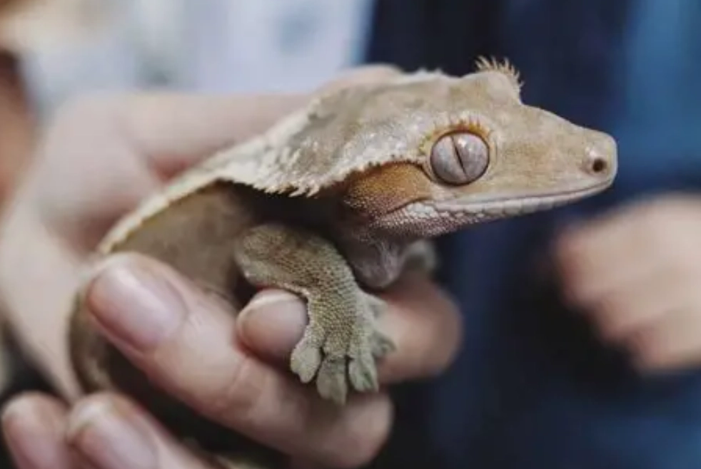 are crested geckos friendly