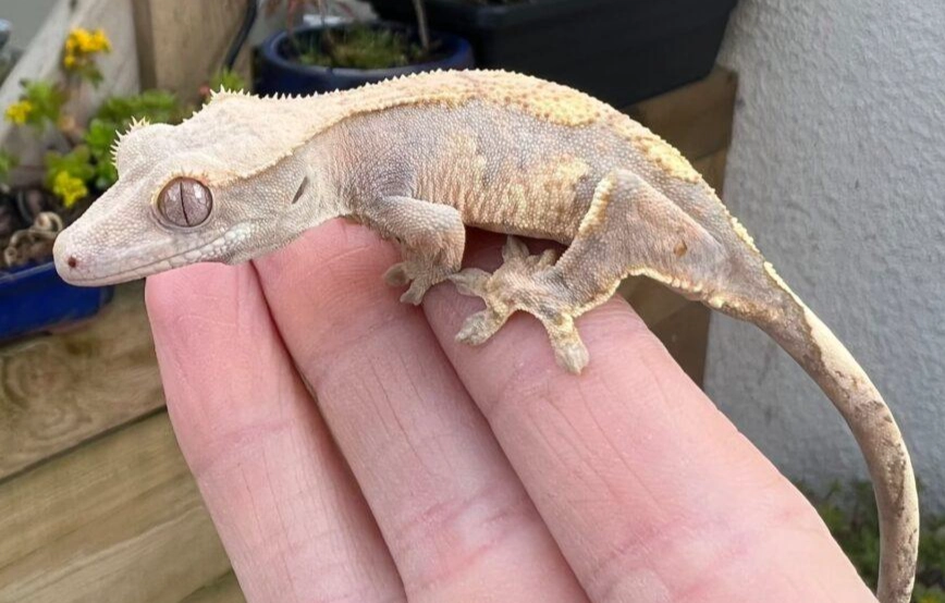 gecko size comparison gecko size comparison