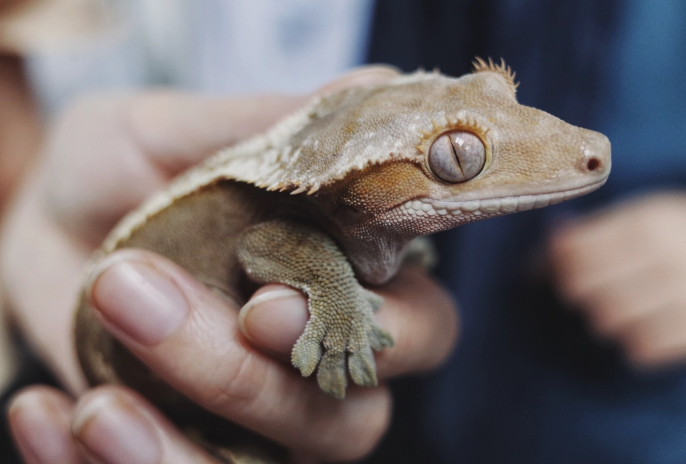 horned gecko pet