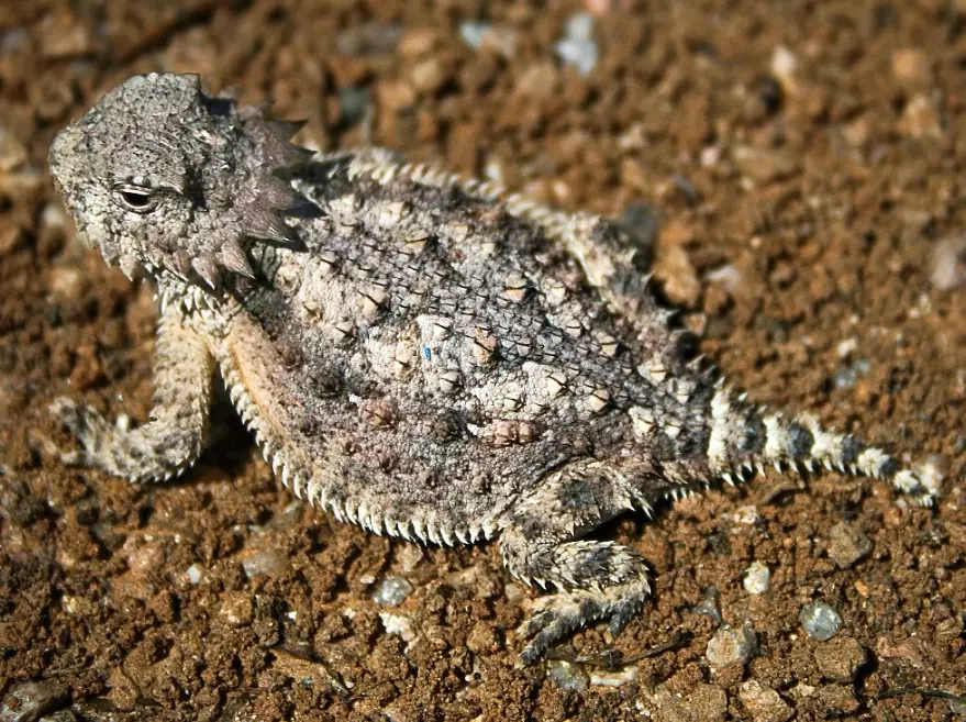 are horned lizards dangerous are horned lizards dangerous