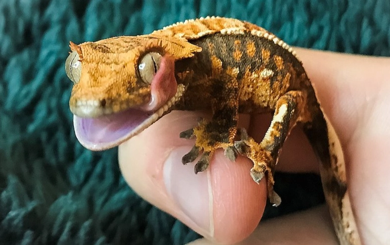 reptile handling tips reptile handling tips