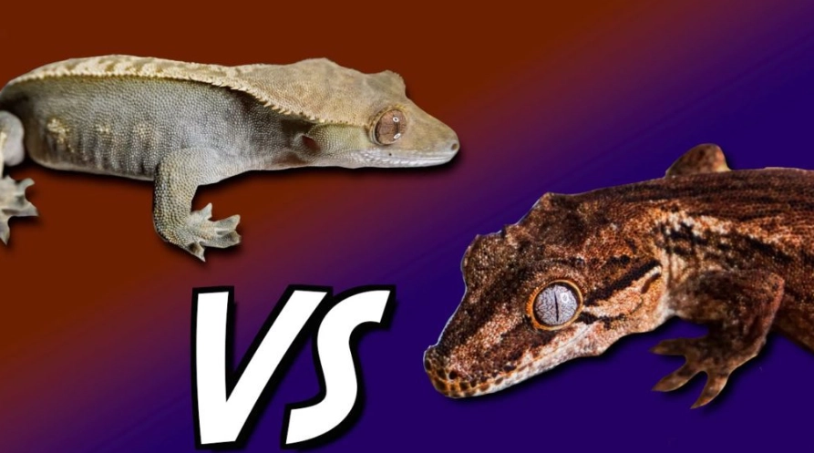 gecko care guide gecko care guide