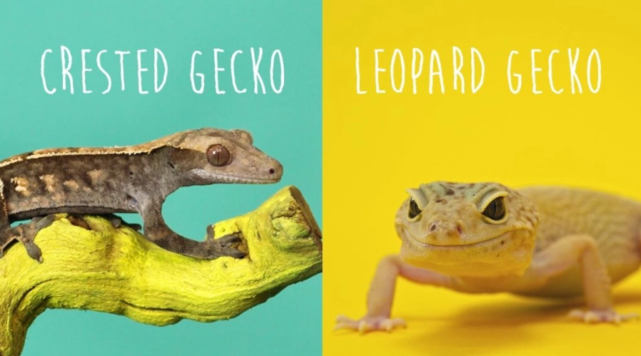 horned gecko vs crested gecko horned gecko vs crested gecko