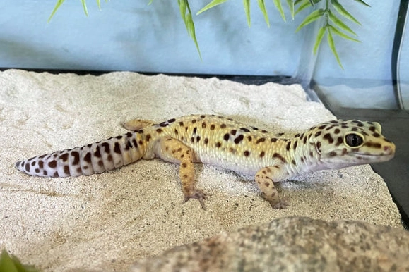 leopard gecko care