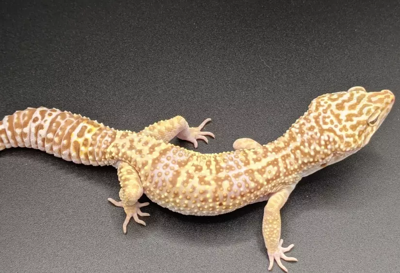 albino leopard gecko care