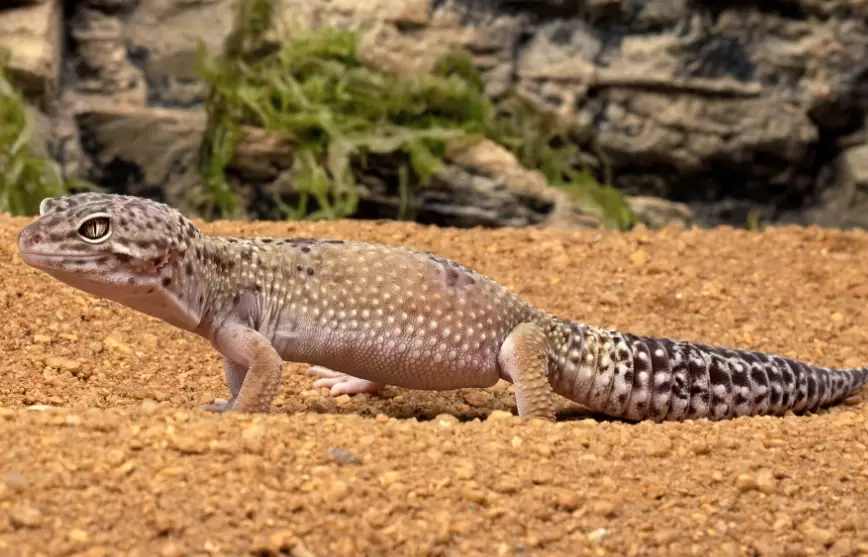leopard gecko conservation leopard gecko conservation