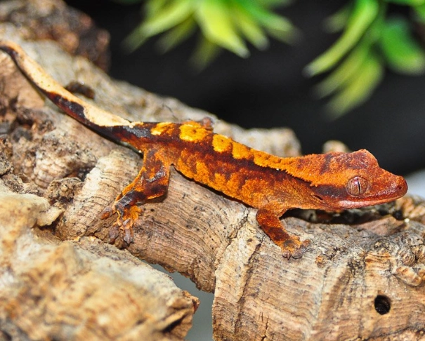 crested gecko morphs