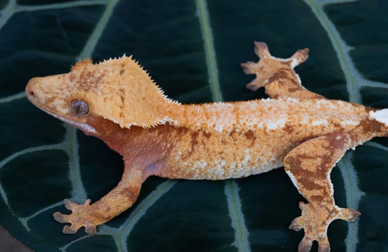 crested gecko morphs