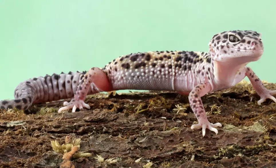 leopard gecko habitat leopard gecko habitat