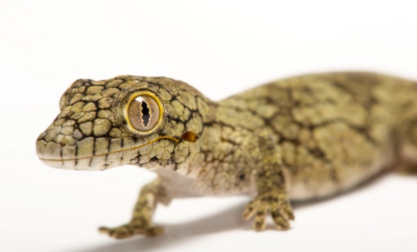 chameleon size chart chameleon size chart