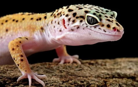 leopard gecko health