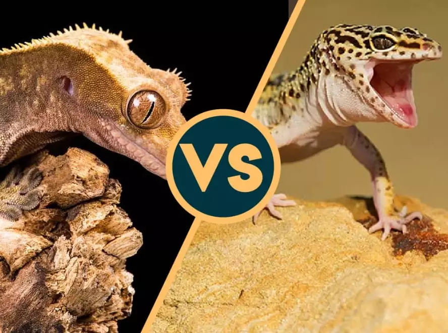 horned gecko vs crested gecko horned gecko vs crested gecko