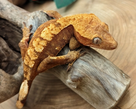 crested gecko care