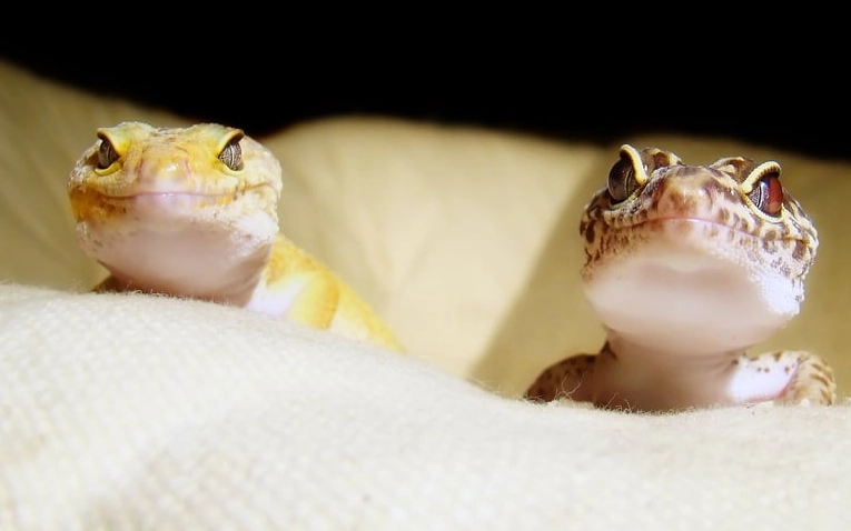 fancy vs normal leopard gecko fancy vs normal leopard gecko