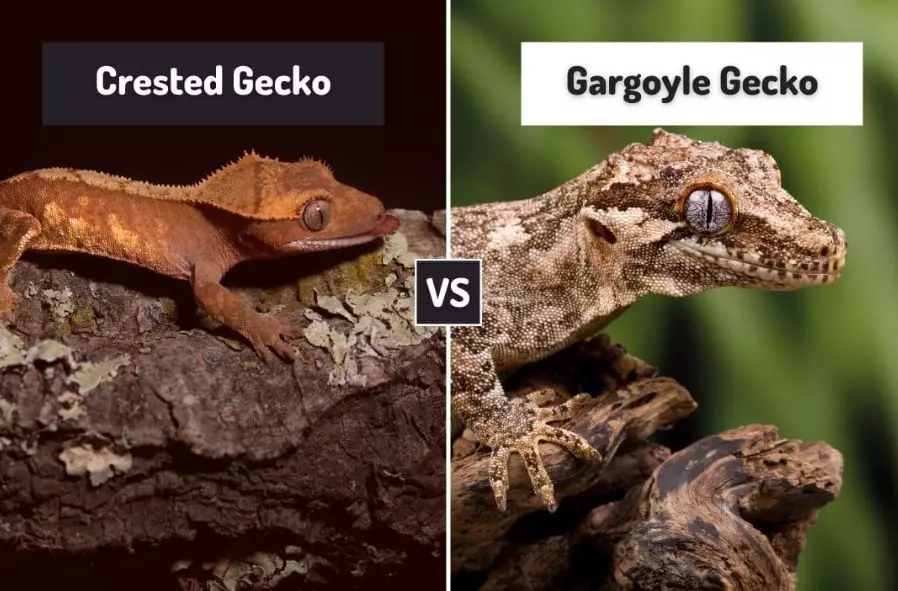 best gecko for beginners best gecko for beginners