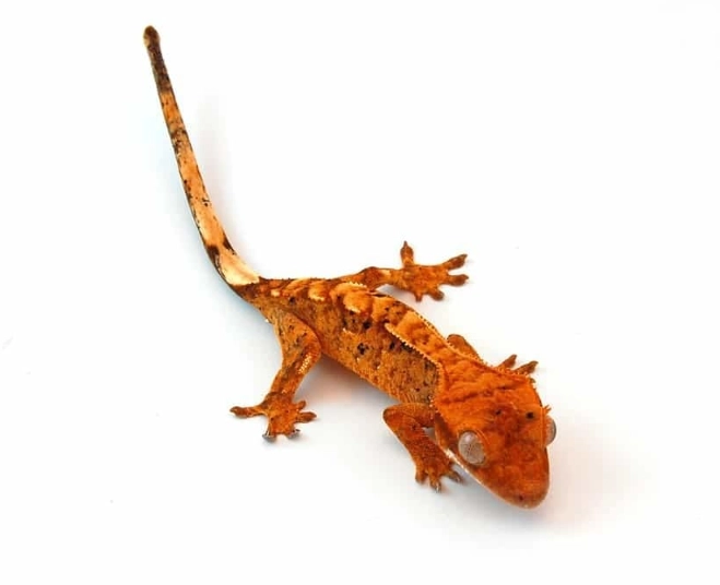 flame harlequin crested gecko
