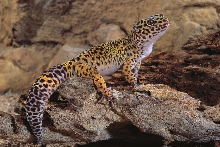 wild leopard gecko behavior wild leopard gecko behavior