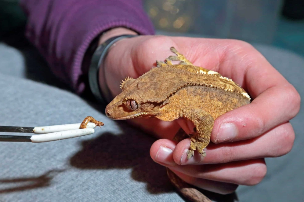 crested gecko handling