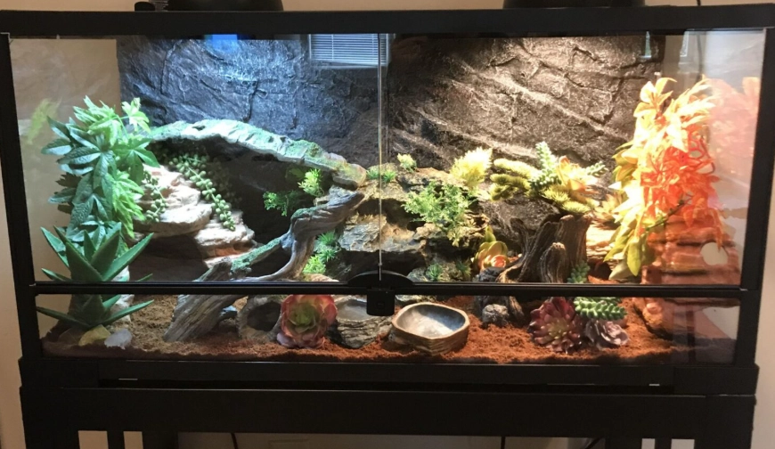 reptile habitat setup reptile habitat setup