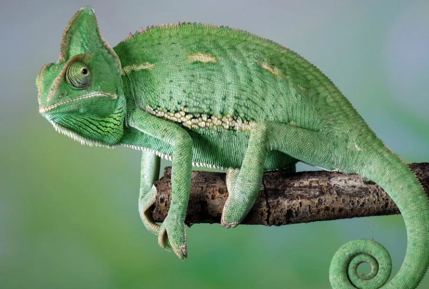 leopard gecko size leopard gecko size