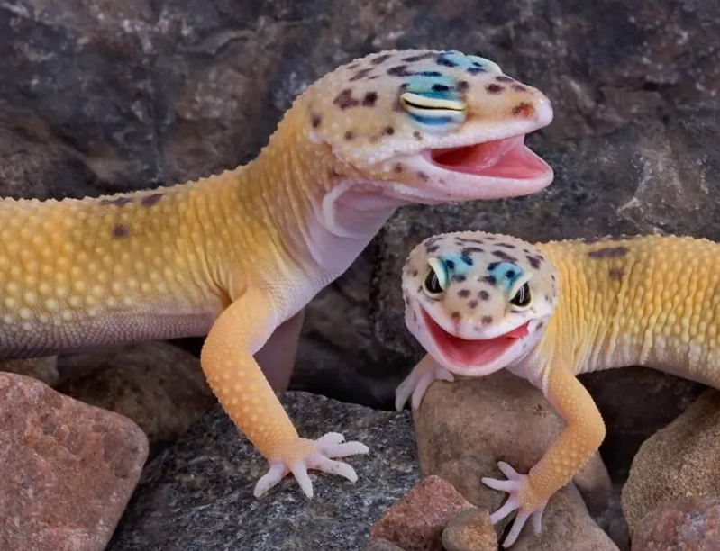 wild leopard gecko behavior wild leopard gecko behavior