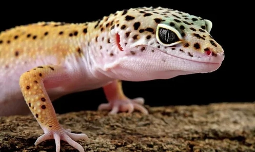 female leopard gecko lifespan
