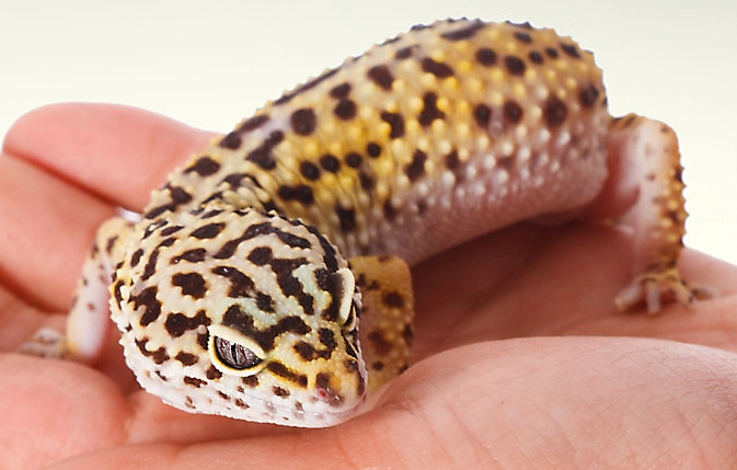 fancy leopard gecko food fancy leopard gecko food