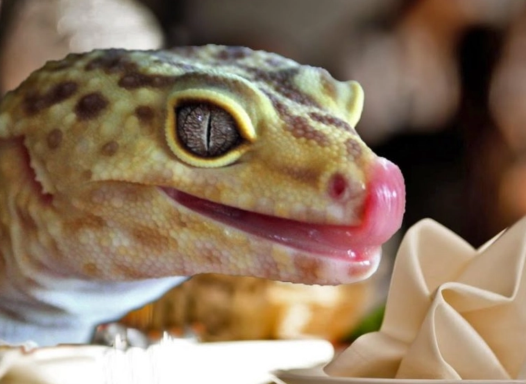 reptile calcium supplement reptile calcium supplement