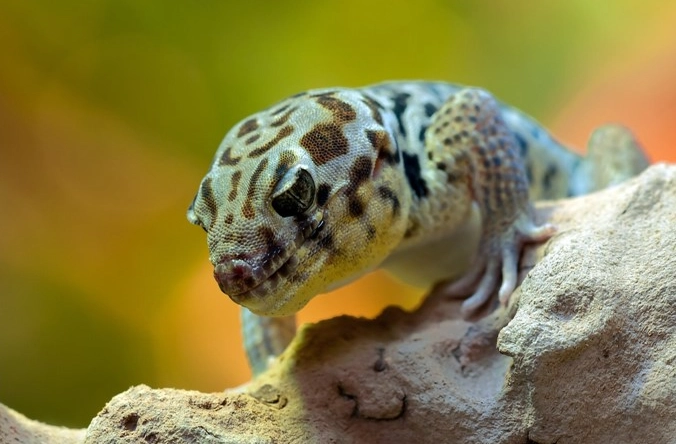 leopard gecko wild diet