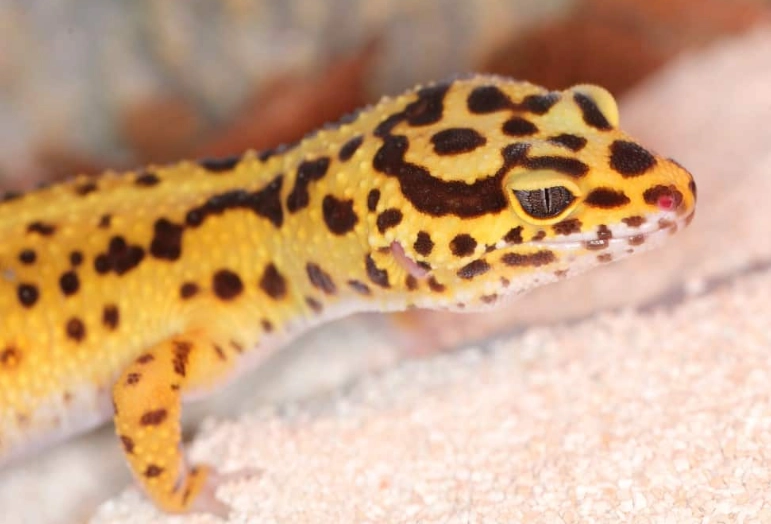 leopard gecko morphs
