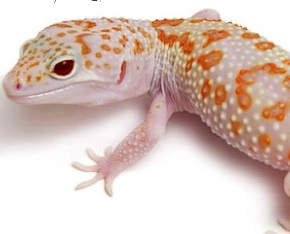 leopard gecko food