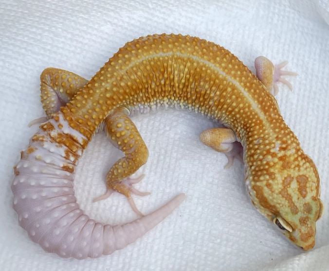 albino leopard gecko care