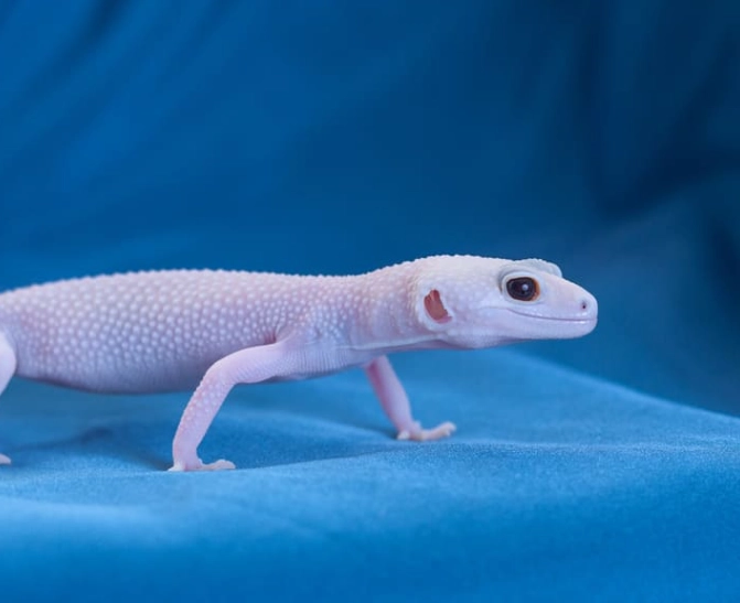 leopard gecko morphs