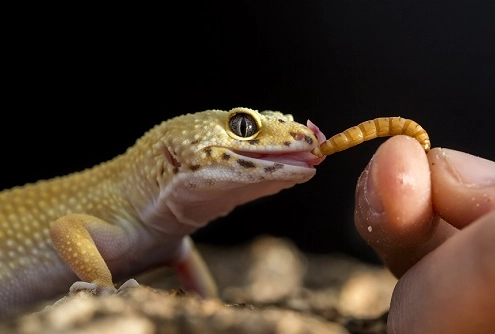 feeding leopard gecko