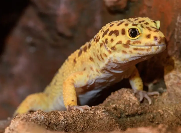 how long do leopard geckos live