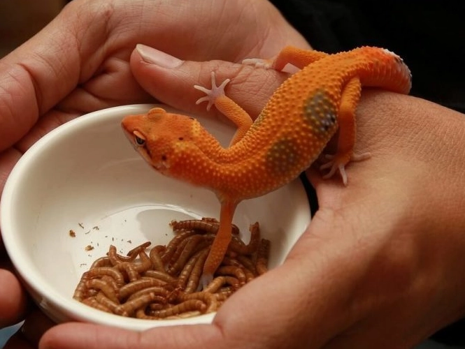 reptile calcium supplement reptile calcium supplement